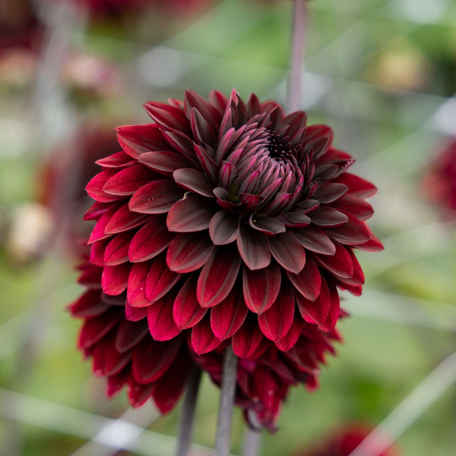 Dahlia 'Dark Destiny'